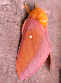 Pink-striped Oakworm